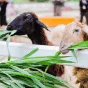 探索体育的魅力 - 爱游戏linchengan